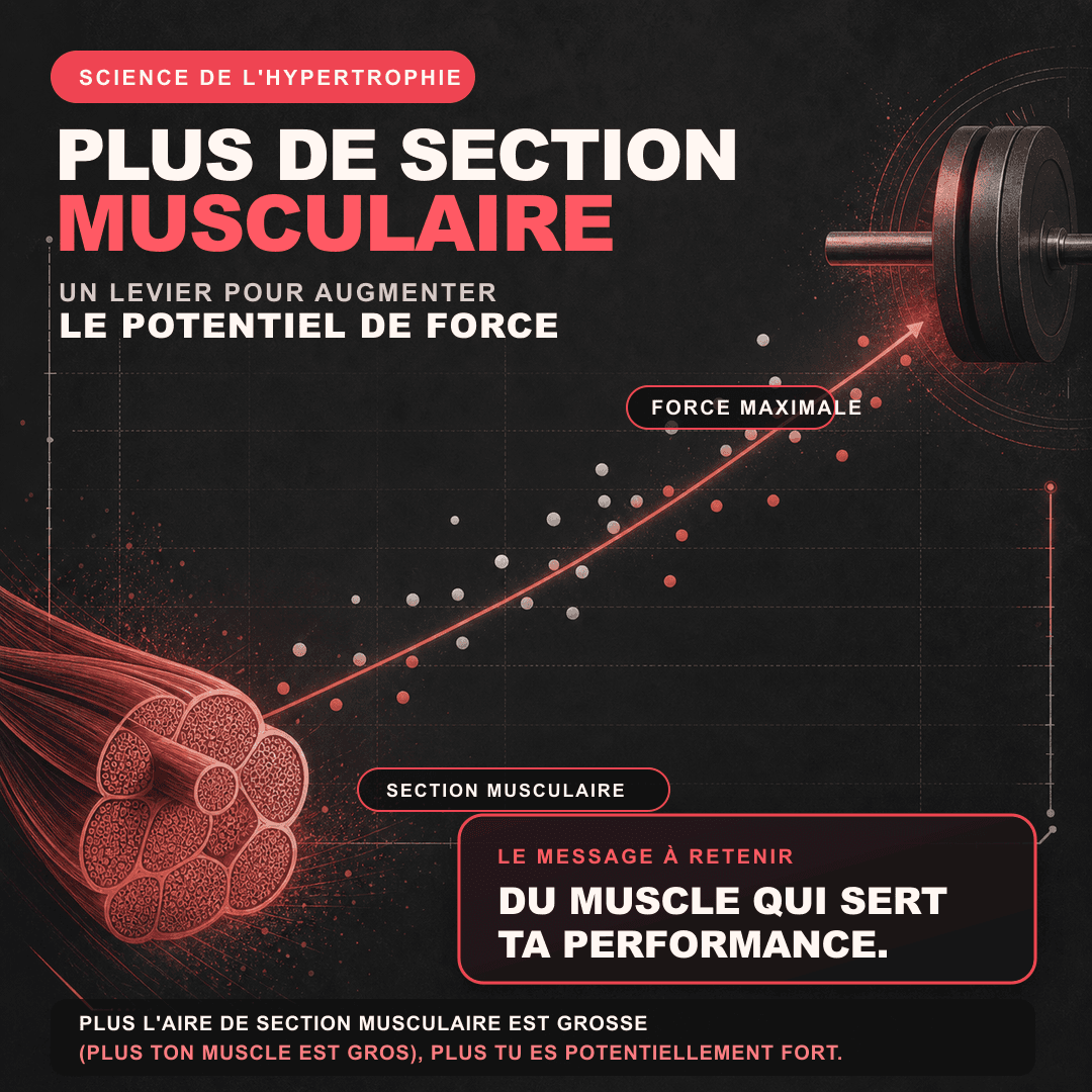Schéma pédagogique reliant l'aire de section musculaire et la force maximale
