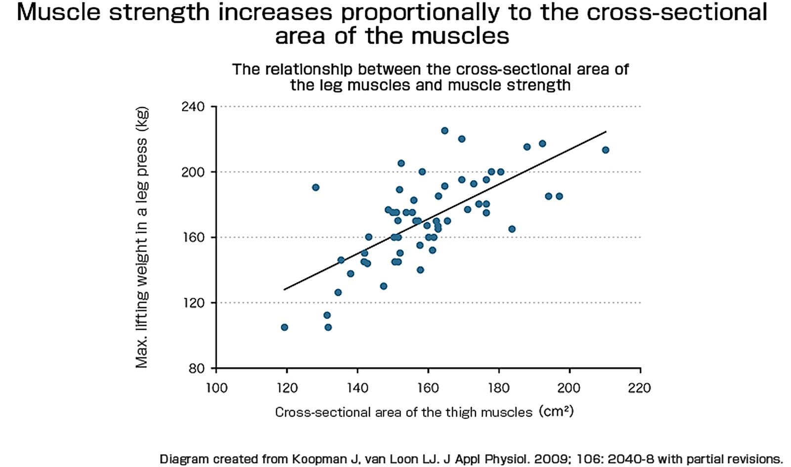 Graphique montrant la relation entre l'aire de section musculaire et la force maximale